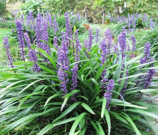 Monkey Grass Liriope Muscari - 50 Seeds