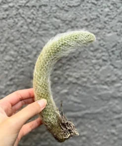 Monkey Tail Cactus Live Succulent 6-8