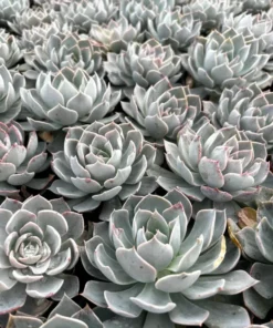 Morning Beauty Echeveria Subsessilis, Rosette Succulent, 2 inch 4 inch pot