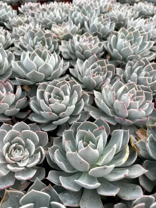 Morning Beauty Echeveria Subsessilis, Rosette Succulent, 2 inch 4 inch pot