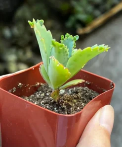 Mother of Thousands, Kalanchoe Succulent, Small Plant in 2”, 4”pot