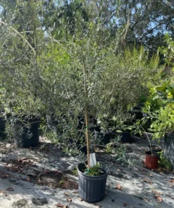 OLIVE TREE 3-4 feet tall