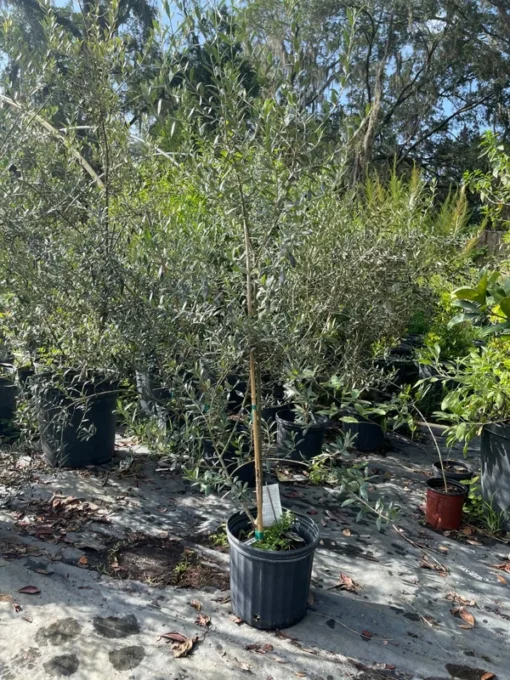 OLIVE TREE 3-4 feet tall