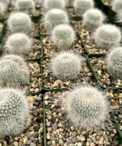 Old Lady Cactus, Mammillaria Hahniana, Hairy Cactus, Live Plant in 3.5