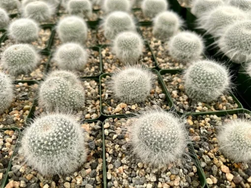 Old Lady Cactus, Mammillaria Hahniana, Hairy Cactus, Live Plant in 3.5" pot