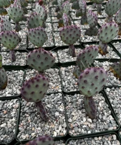 Opuntia Santa Rita Cactus Live Plant 3 inch Pot Purple Desert Cactus