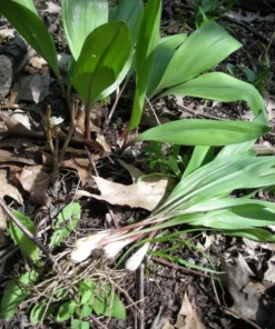 Organic 1-200 Wild Ramps (Allium Tricoccum) Bulbs - Bare Root Leek Bulbs for Planting | Premium Perennial