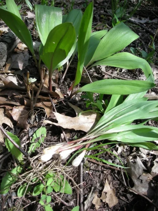 Organic 1-200 Wild Ramps (Allium Tricoccum) Bulbs - Bare Root Leek Bulbs for Planting | Premium Perennial