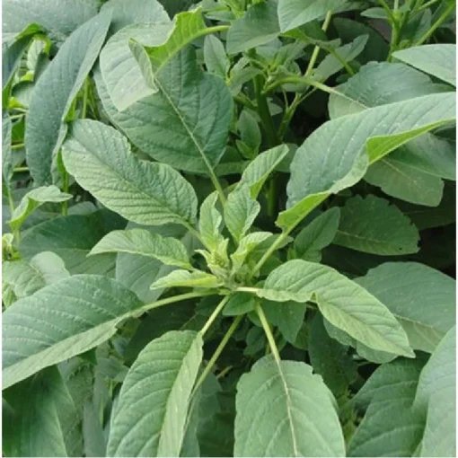 Organic Amaranth Seeds - Chinese Spinach Yin Cho Callaloo - 2500+ Seeds for Gardening