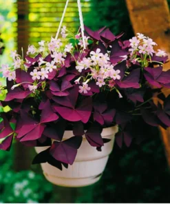 Oxalis Triangularis Plant - 2 Inches - Purple Shamrock - Indoor/Outdoor