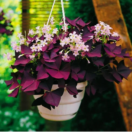 Oxalis Triangularis Plant - 2 Inches - Purple Shamrock - Indoor/Outdoor