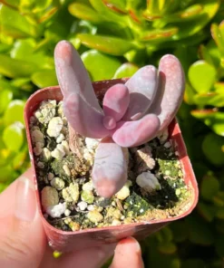 Pachysedum Ganzhou Pink Succulent 2