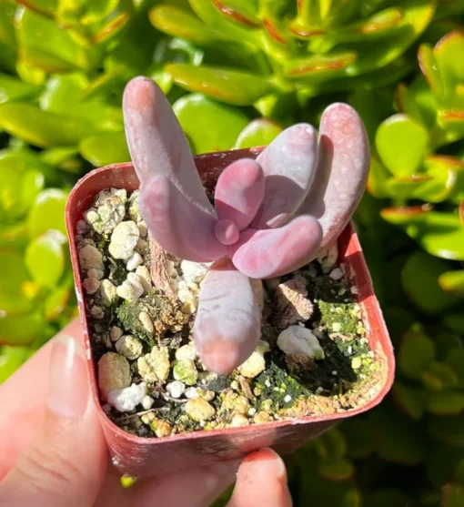 Pachysedum Ganzhou Pink Succulent 2" Pot Rare Plant