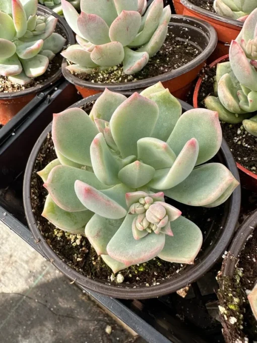 Pachyveria Draco Pink Succulent Live Plant 4'' Pot - Drought Tolerant