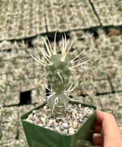 Paper Spine Cactus 3