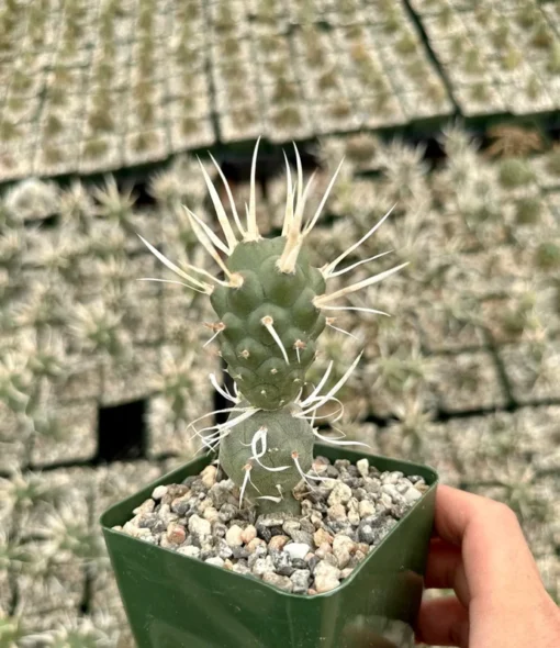 Paper Spine Cactus 3" Pot - Tephrocactus Articulatus - Rare Cactus