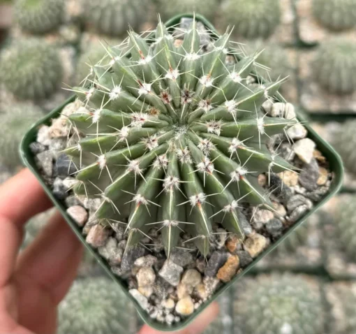 Parodia Buiningii Cactus 4" Pot - Rare Notocactus - Yellow Flowers