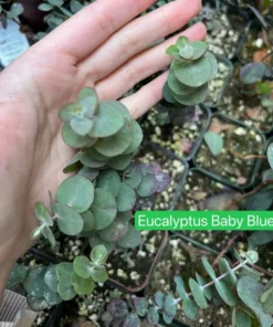 Parvifolia Eucalyptus, Live Evergreen Tree, Unique Plant, Baby Tree, Live Plant in 2.5'' Pot