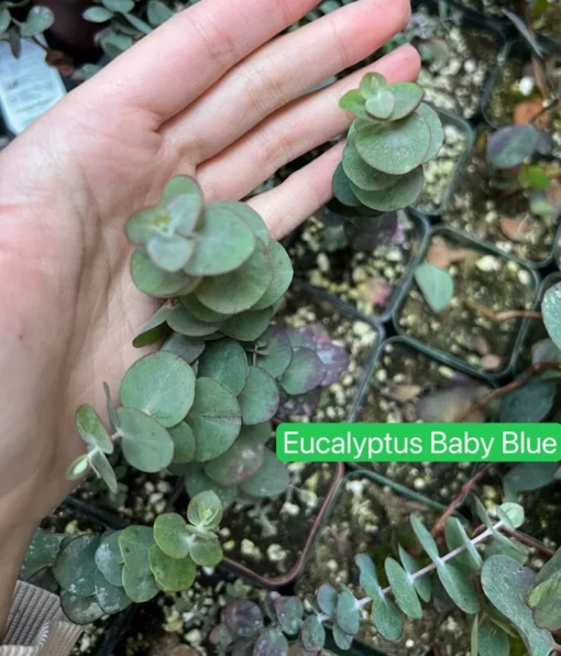 Parvifolia Eucalyptus, Live Evergreen Tree, Unique Plant, Baby Tree, Live Plant in 2.5'' Pot