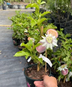 Passion fruit vine. Free shipping 3-4 feet tall