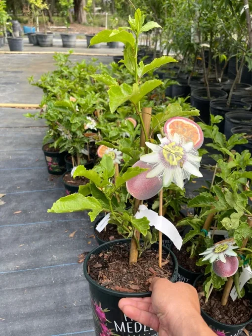 Passion fruit vine. Free shipping 3-4 feet tall