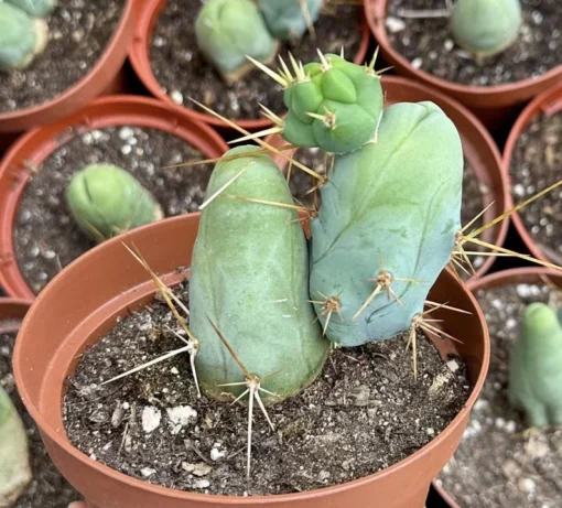 Penis Cactus Live Plant Gift 4"/5" Pot - Unique Succulent