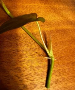 Philodendron Micans, Houseplant Cuttings, Live Plant in 4