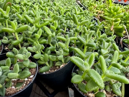 Pickle Plant 2" Pot Succulent - Delosperma Echinatum - Live Plant