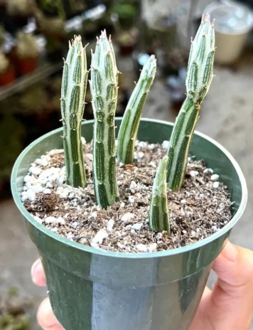 Pickle Plant, Little Pickles, Rare Succulent, Live Plant in 4'' pot