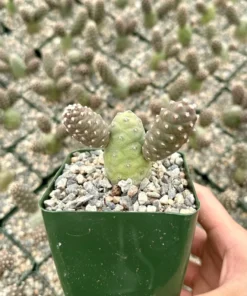 Pine Cone Cactus, Tephrocactus Articulatus, Unique Cactus in 3