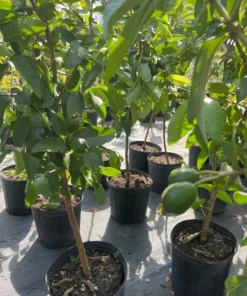 Pink Guava tree 3 Gallon 3 Feet Tall. Free Shipping