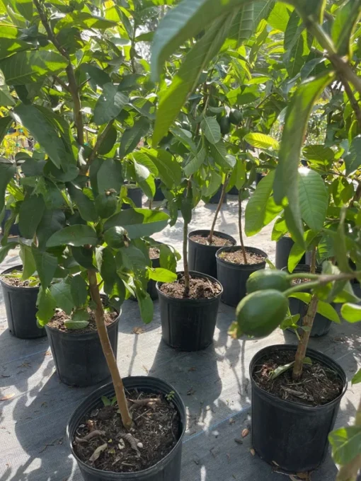 Pink Guava tree 3 Gallon 3 Feet Tall. Free Shipping