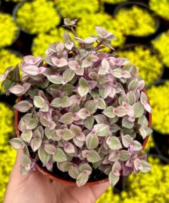 Pink Panther Plant 4'' Potted Pink Tradescantia Trailing Succulent