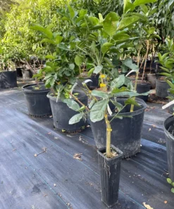 Ponderosa lemon tree (Free Shipping)