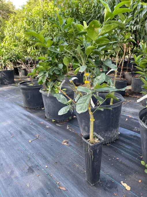 Ponderosa lemon tree (Free Shipping)