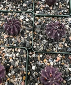 Purple Cactus Neochilenia Jussieui Live Plant 3.5