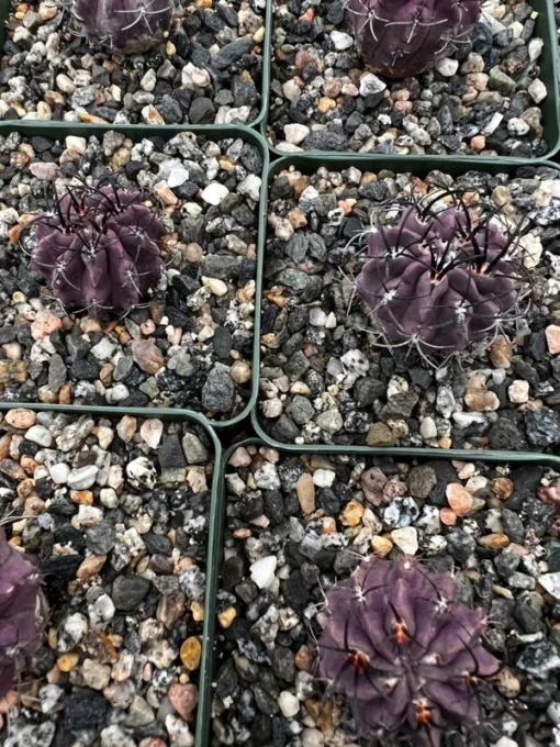 Purple Cactus Neochilenia Jussieui Live Plant 3.5" Pot Rare Succulent