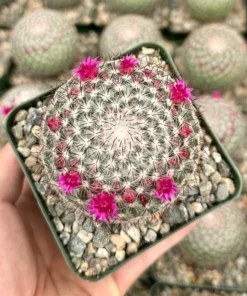 Rainbow Pincushion, Mammillaria Rhodantha, Spherical Cactus in 3