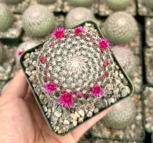 Rainbow Pincushion, Mammillaria Rhodantha, Spherical Cactus in 3" pot