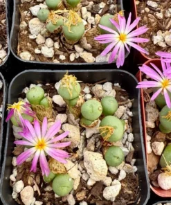 Rare Lithop Conophytum Minutum Cluster Live Plant 2.5