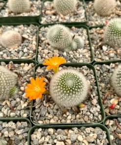 Rebutia Fiebrigii Blooming Cactus Live Plant 3