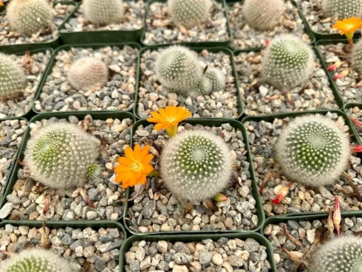 Rebutia Fiebrigii Blooming Cactus Live Plant 3" Pot Orange/Red Flower