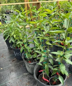 Red lime tree grafted 2-3 feet tall (Free Shipping)