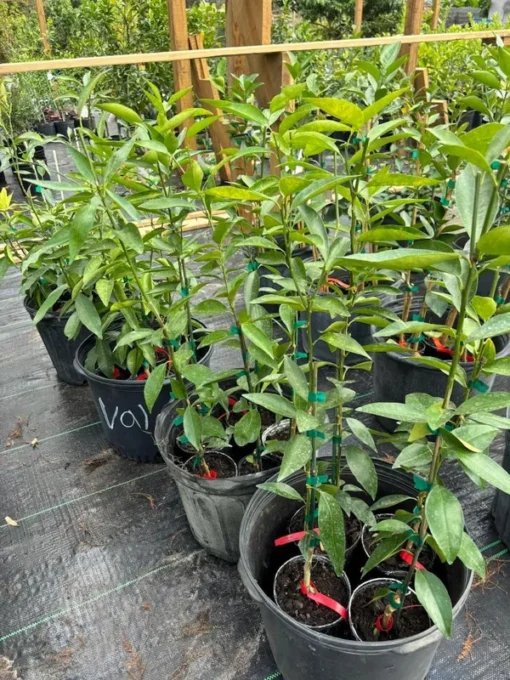 Red lime tree grafted 2-3 feet tall (Free Shipping)