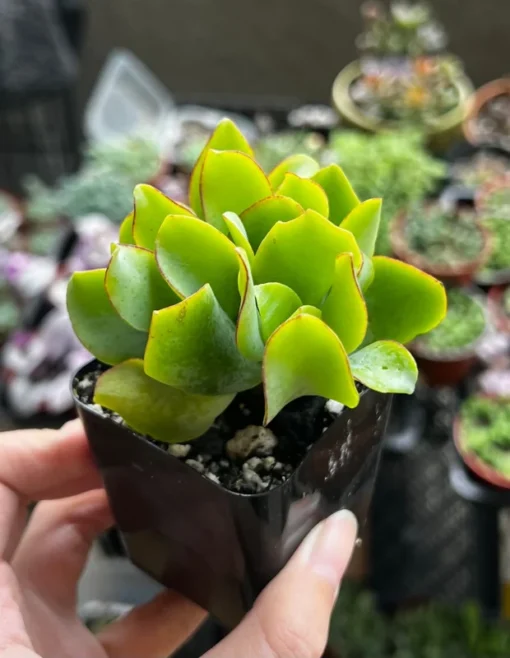 Ripple Jade, Silver Dollar Jade, Crassula Arborescens Undulatifolia, 2'' Pot, Succulent