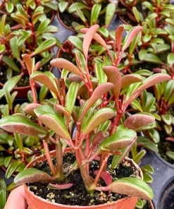 Ruby Glow, Ruby Peperomia, Peperomia Graveolens, Red Houseplant in 4