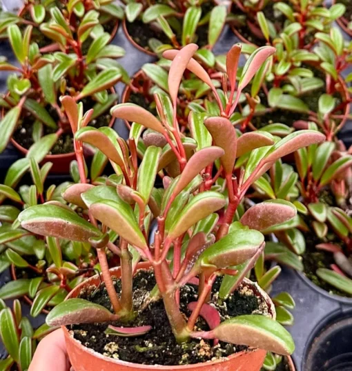 Ruby Glow, Ruby Peperomia, Peperomia Graveolens, Red Houseplant in 4" pot