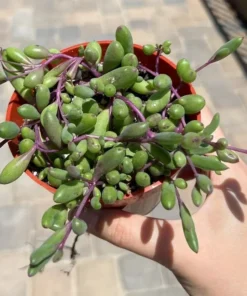 Ruby Necklace Succulent Plant 6'' 4'' 2'' Othonna Capensis Purple Pink Trailing Hanging