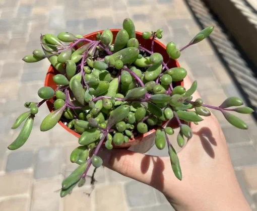 Ruby Necklace Succulent Plant 6'' 4'' 2'' Othonna Capensis Purple Pink Trailing Hanging