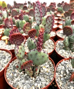 Santa Rita Red Prickly Pear Cactus Live 2,3,6 Pot Opuntia Succulent